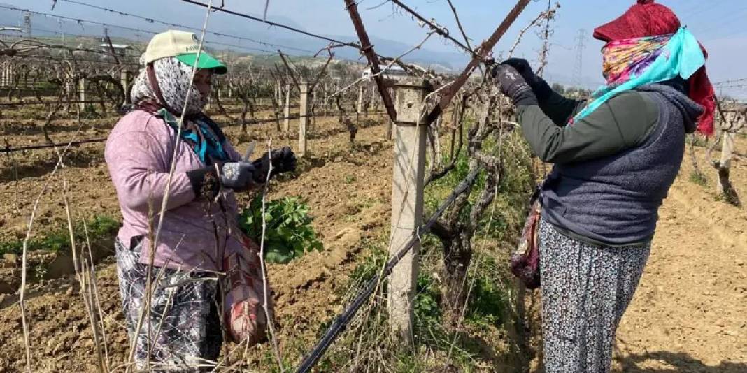 Sağanak yağış işlerini zorlaştırıyor mesaiyi artırıyor: Günlük yevmiyeleri 1000 TL’den başlıyor 2